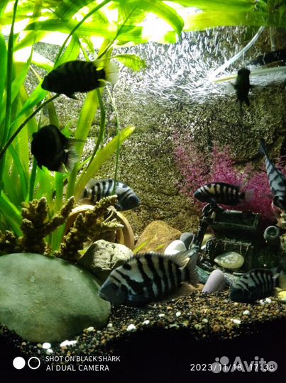 Цихлазома чернополосая