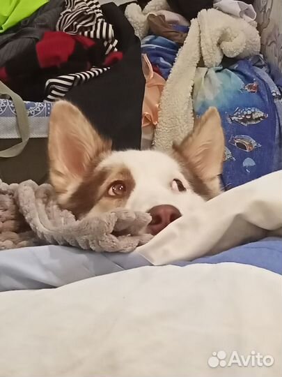 Вязка кобель