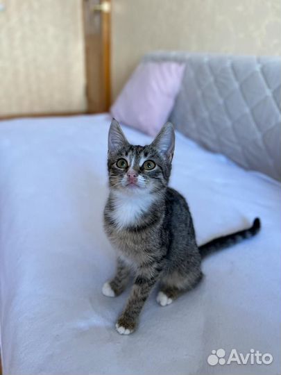 Котята бесплатно