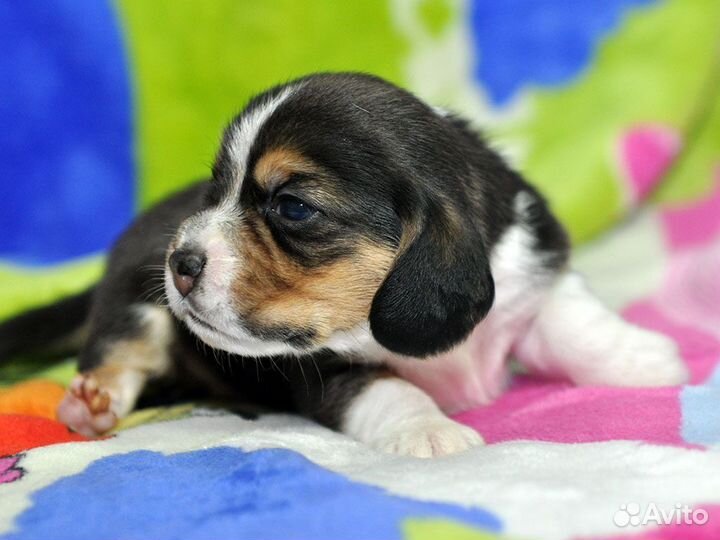 Щенки бигль