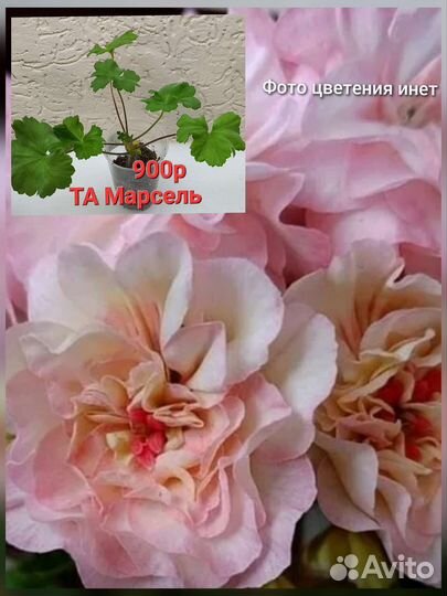 Пеларгонии сортовые