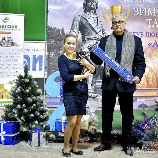 Услуги профессионального хендлера