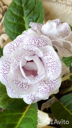 Глоксиния Ситцевое платье, новинка 2023, детка