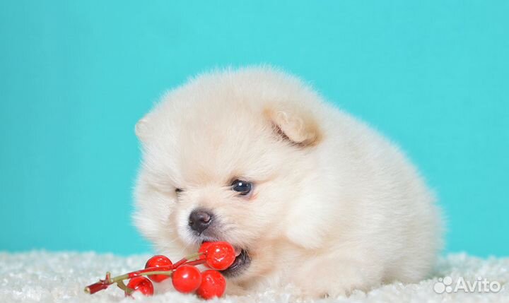 Шпице детки померанские