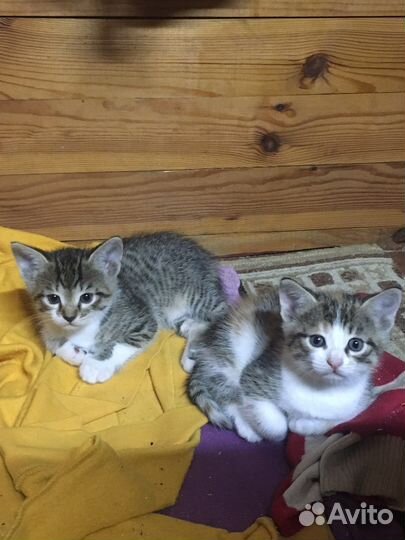 Котята в добрые руки