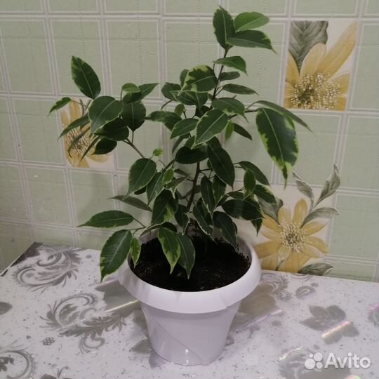 Фикус Бенджамина мелколистный(пестрый)