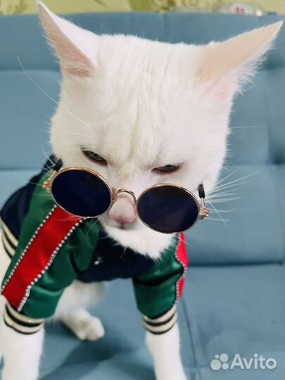 Очки для кошек и собак