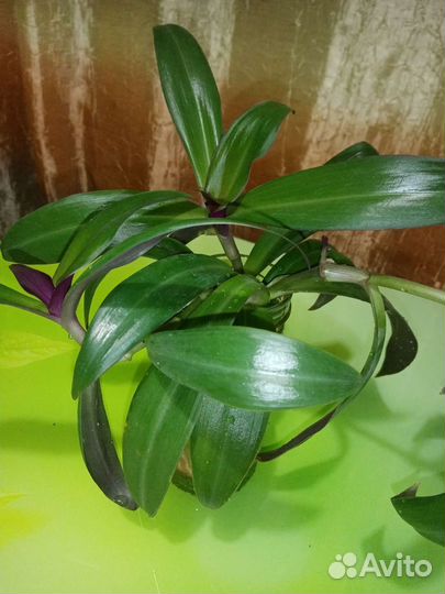 Рэо разноцветный