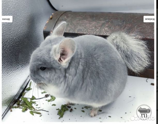 Передержка шиншилл 🐹 в Москве и МО - низкие цены!