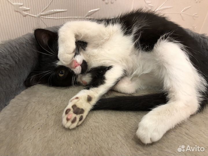 Кошечка в добрые руки