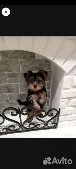 Йоркширский терьер