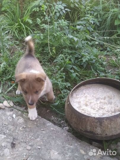 Щенки лайки