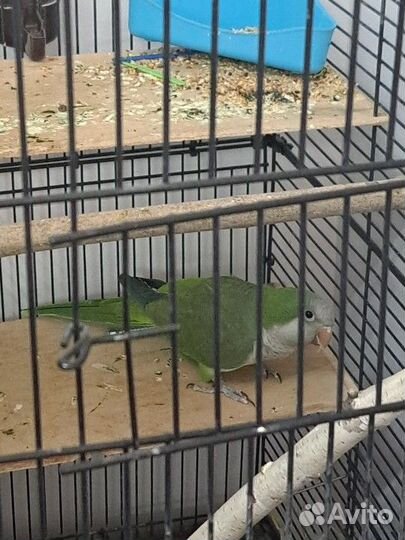 Попугай Монах или квакер