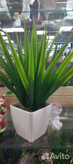 Декоративные цветы в горшках