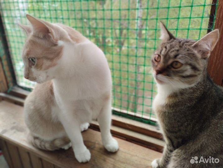 Кот в доме к удаче в жизни