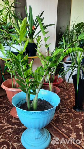 Замикалькус