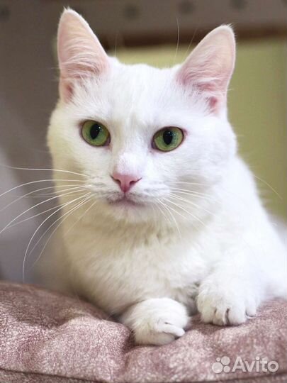 Блонди в добрые руки