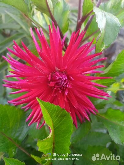 Георгины сортовые