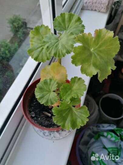 Герань тюльпановидная