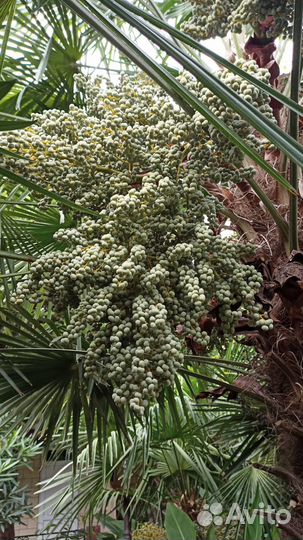 Пальма веерная саженец