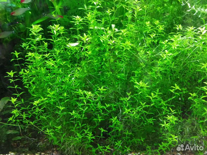 Неприхотливые растения для аквариума