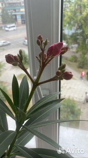 Олеандр