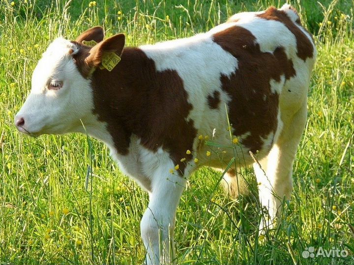 Бычки и телята на откорм, мясные