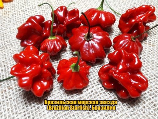 Острый перчик - оберег (рассада, семена)