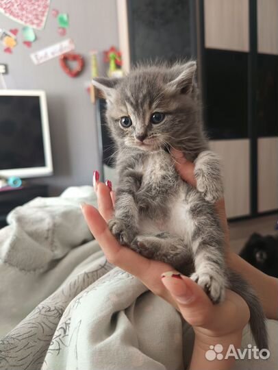 Миленький котик