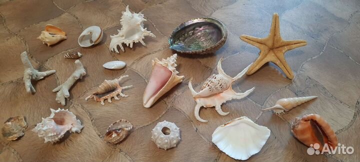 Морские раковины