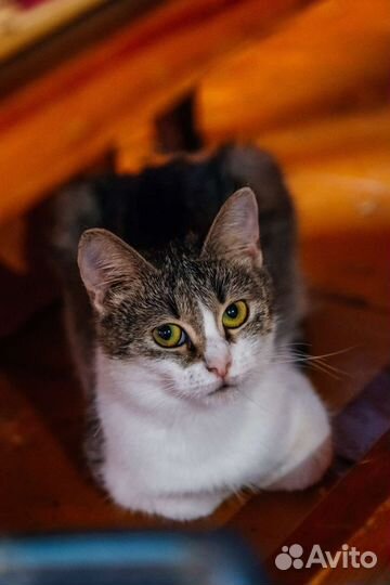 Котейка ищет добрые руки