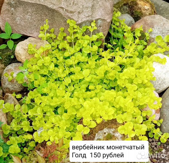 Растения для горки, почвопокровники, цена на фото