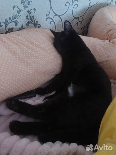 Кошка бесплатно