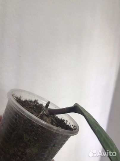 Хойи сортовые