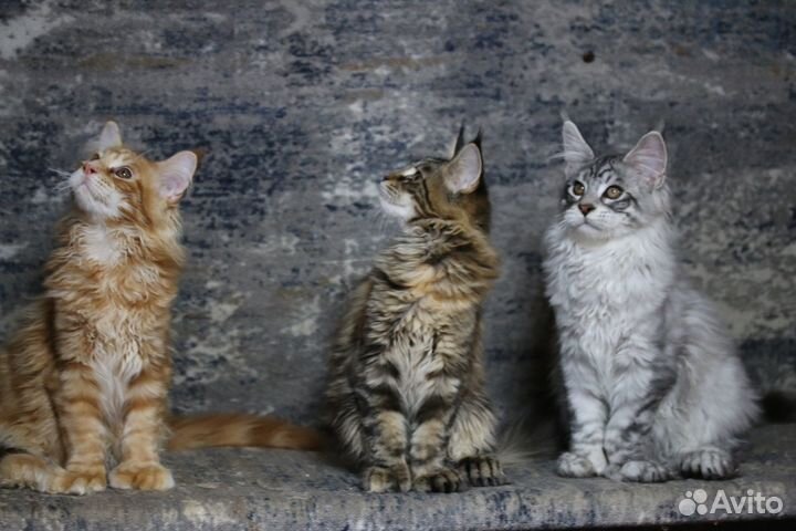 Котята Мейн-кун, голубой тигр полидакт