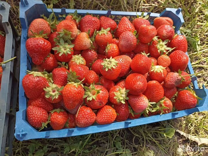 Моллинг столетие клубника