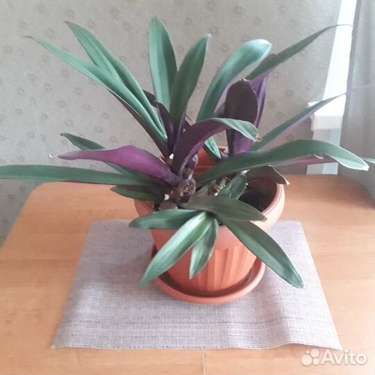 Продам цветы комнатные