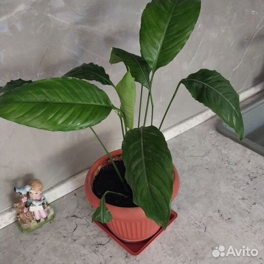 Цветок спатифиллум 