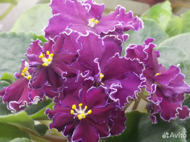 Цветущие фиалки