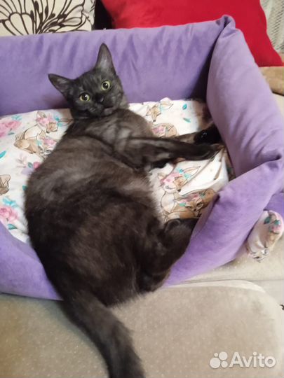 Кошка молодая с красивым окрасом в добрые руки