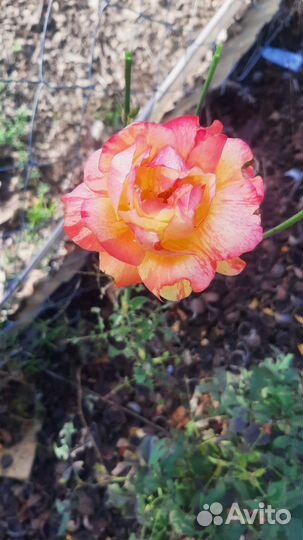 Саженцы роз