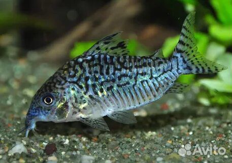 Аквариум с содержимым