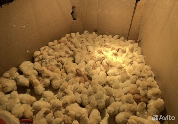 Петушки недельные