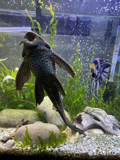 Сом анциструс