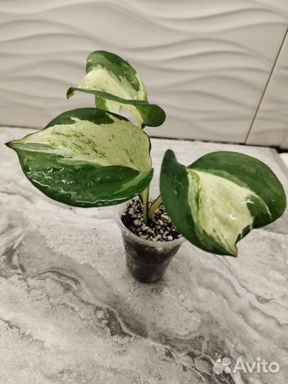 Эпипремнум Marble Apple (марбл эппл)