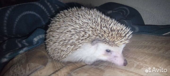 Африканский ежики