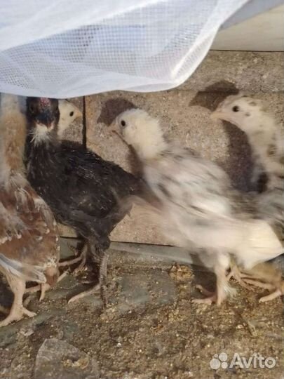 Продам цыплят, куриное яйцо