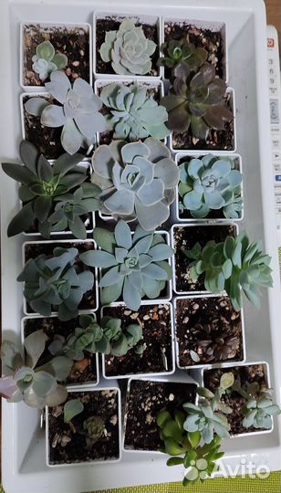 Суккуленты