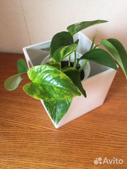 Лиана сциндапсус (укоренённые цветы)