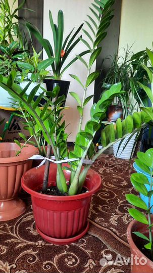 Замикалькус